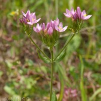 Common Centaury